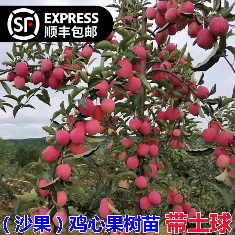 特大鸡心果树苗沙果小苹果庭院南北方种植地栽东北耐寒海棠果树苗