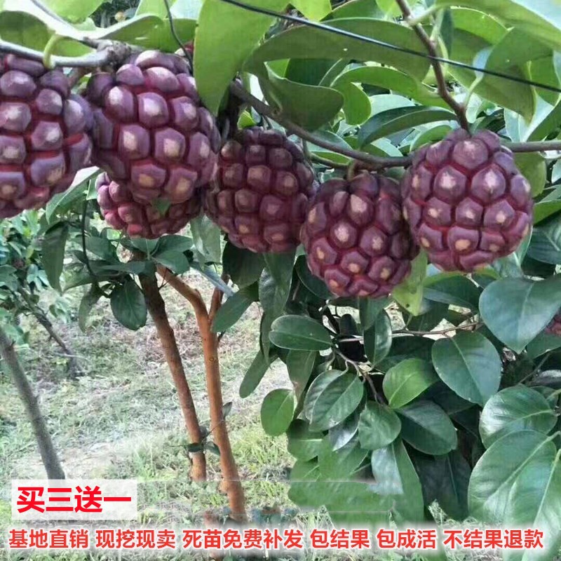 黑老虎苗黑老虎树苗布福娜南方种植爬藤大血藤果果树果苗当年结果