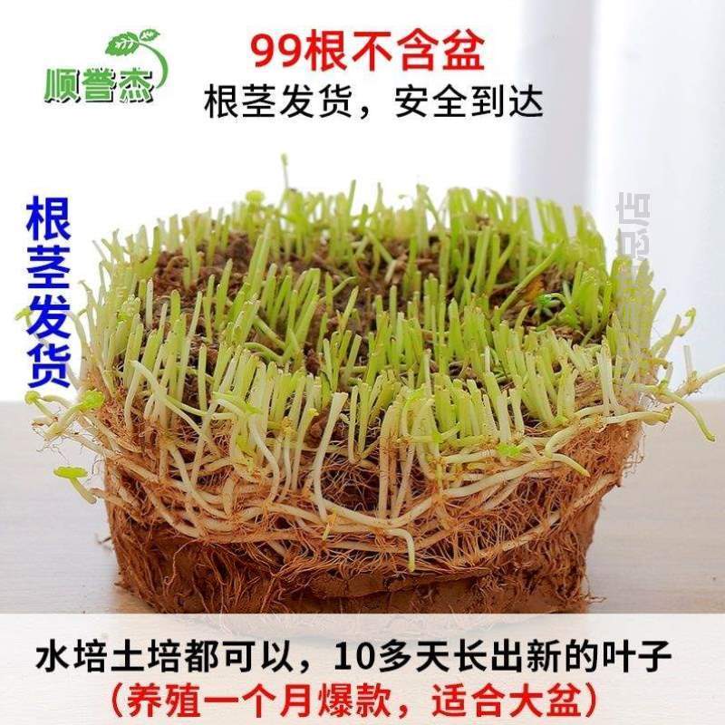 植水培铜钱花盆养活[空花卉房间草小绿卧室摆件招财客厅水养植物