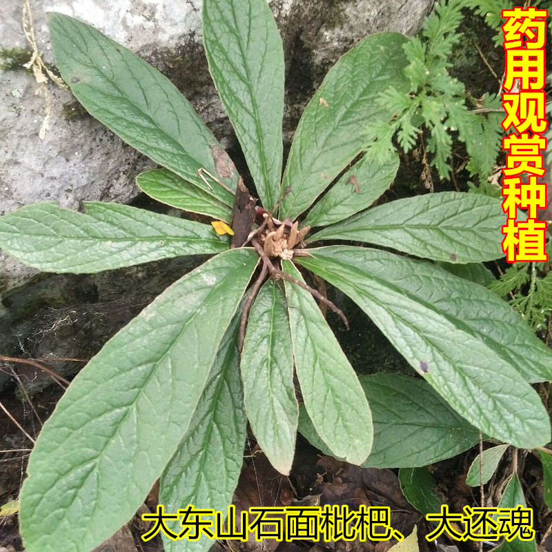 新鲜现挖石面枇杷大还魂包邮旋蒴苣苔吊气还魂山枇杷中草药500g