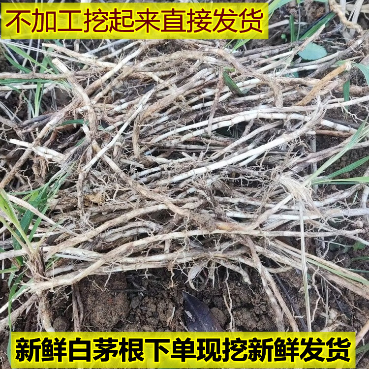 现挖白茅根500g新鲜 毛草根 茅根 地管 茅草根 竹蔗芦根 中草凉茶