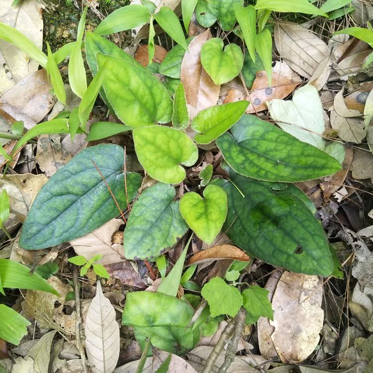 新鲜现挖兔耳风杏香兔儿风朝天一柱香一支香500g新鲜草药中药材新