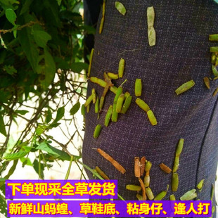 现挖新鲜山蚂蝗扁草子草鞋底粘身仔饿蚂蟥山蚂蟥粘身草山角豆500g