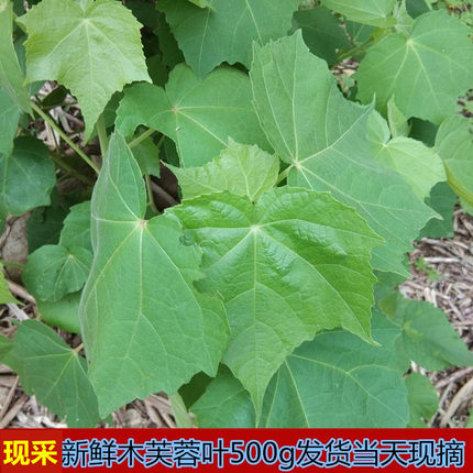 现采木芙蓉叶新鲜500g铁箍散地生芙蓉根 芙蓉花 胡李花三变花木棉