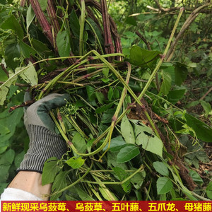 新鲜乌蔹莓现采乌蔹草中草药五叶藤五爪龙 母猪藤 五叶莓乌蔹莓根