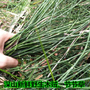 新鲜木贼草现采节节草 中草药现采节骨草 笔杆草节节菜500g节节草