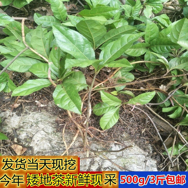 现挖新鲜紫金牛矮地茶天冬