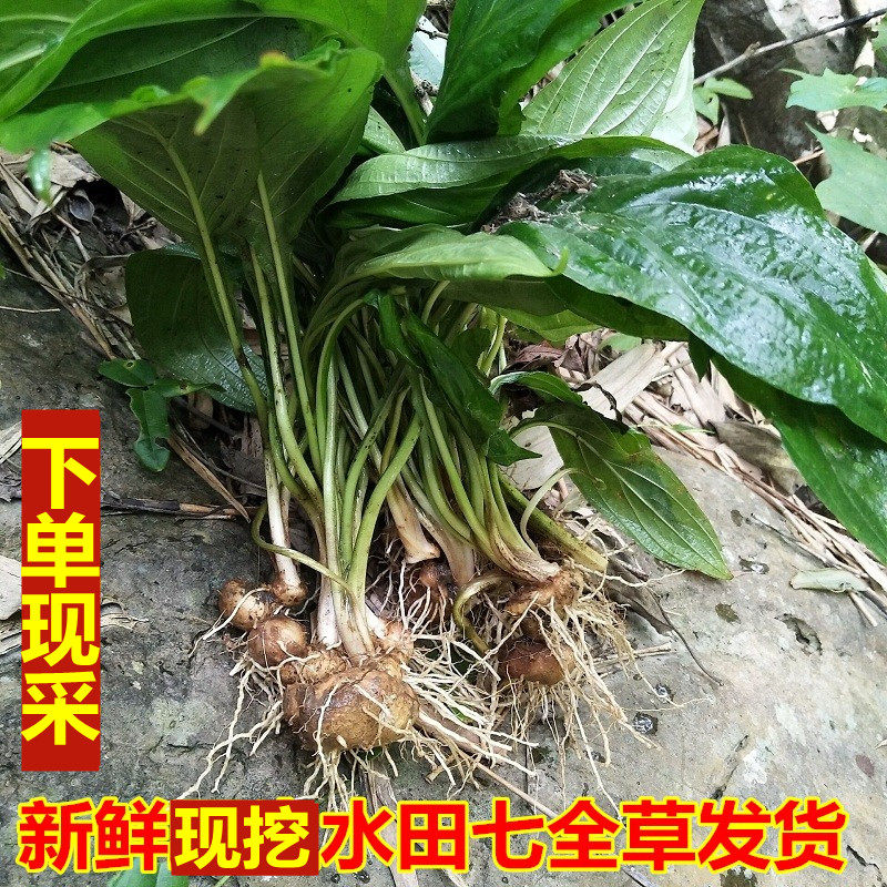 正宗新鲜现挖水田七屈头鸡现挖中草药500g深山土三七水田七水虾公