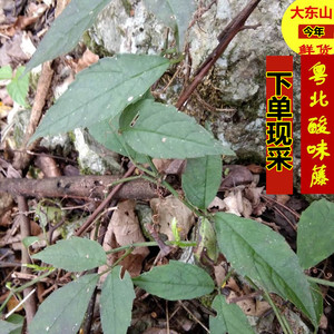 三叶现采中草药金丝吊葫芦青藤