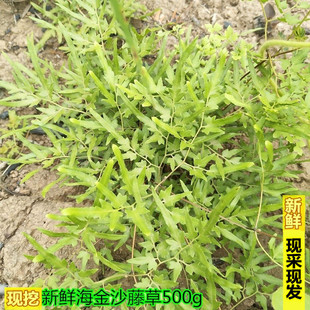 新鲜现采金沙藤海金沙藤罗网藤虾蟆藤 金沙藤茶新鲜中草药材500g