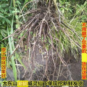 新鲜现挖威灵仙铁脚铜角