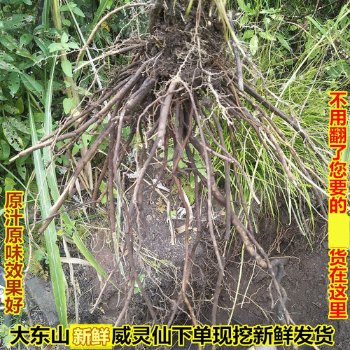 新鲜现挖威灵仙铁脚铜角