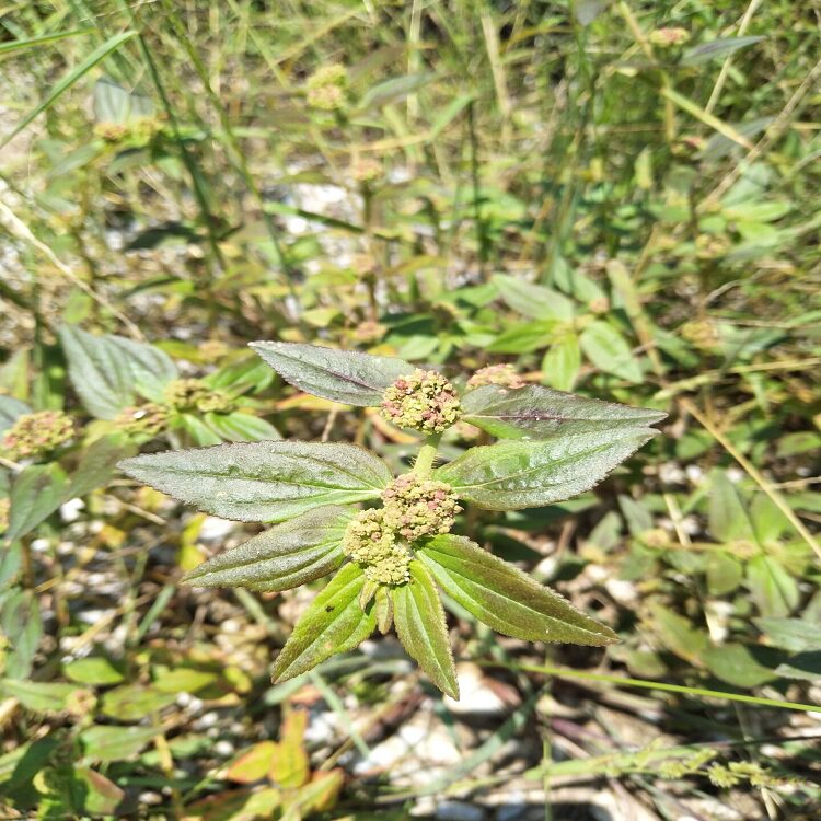 现挖飞扬草新鲜500g乳汁
