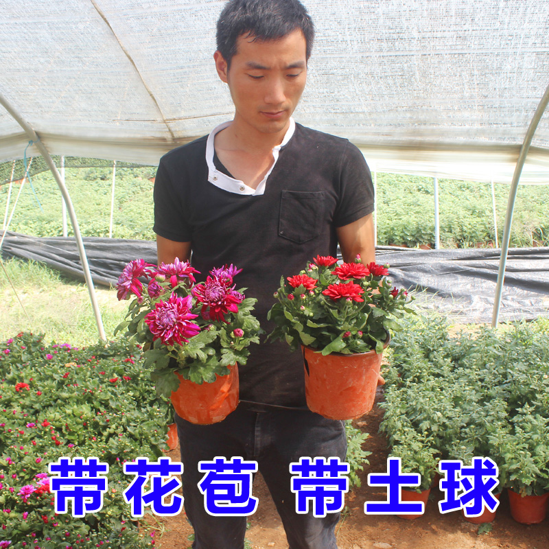 ÅèÔÔ¾Õ»¨Ã绨´ø°ú»¨»ÜÊÒÄÚÑǫֲ̂Îï¾ÅÔ¾ÕËļ¾¿ª»¨Ç§Í·¾ÕÇï¾Õ°üÓÊ