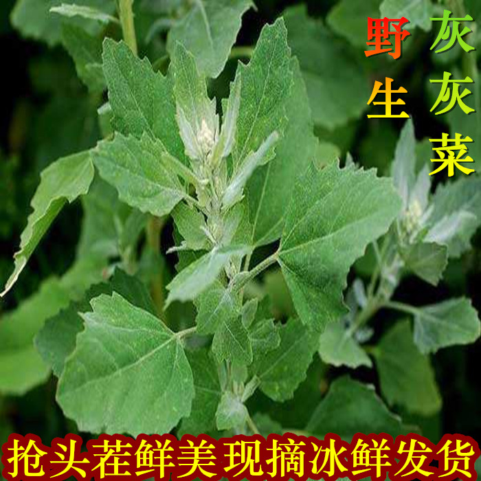 野菜灰灰草现鲜嫩1000g顺丰空运