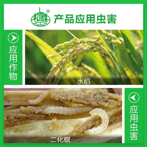 Zhongbao 10%авизан метароксилоксигениловый рис буровой бурение душераздирающего пирамидита хлопкового колокола