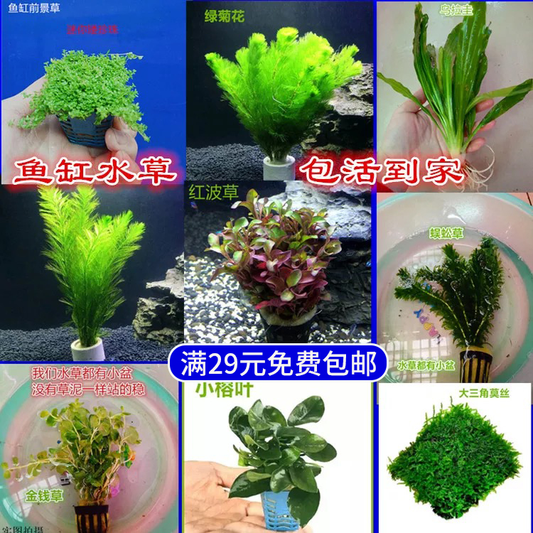 淡水鱼缸造景真活体水草绿菊绿羽毛金钱红波莫斯水榕水草植物包邮