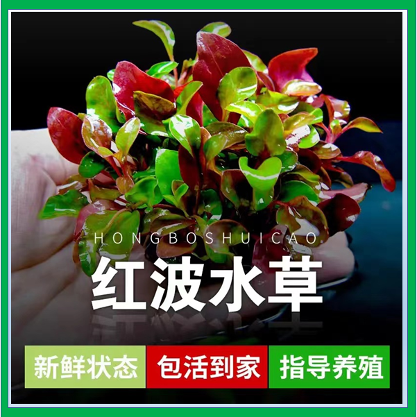 盛慧水族鱼缸造景真活体水草红波草莫丝水榕水草满39包邮包活好养