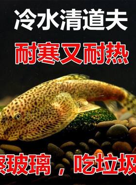 贵州爬岩鳅双吸盘冷水清道夫工具吸鳅除藻不加温琵琶小提琴清洁鱼