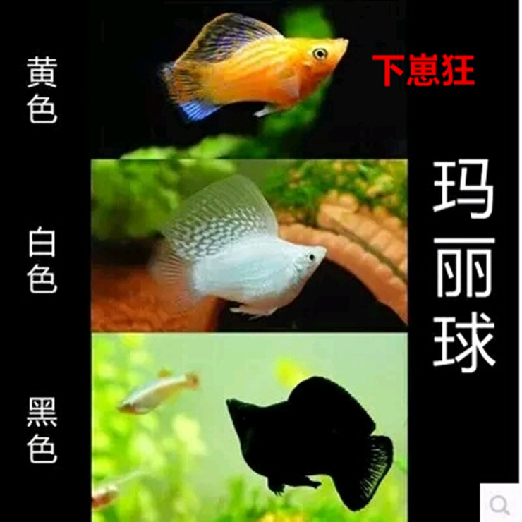 玛丽球鱼小型热带鱼月光鱼淡水鱼