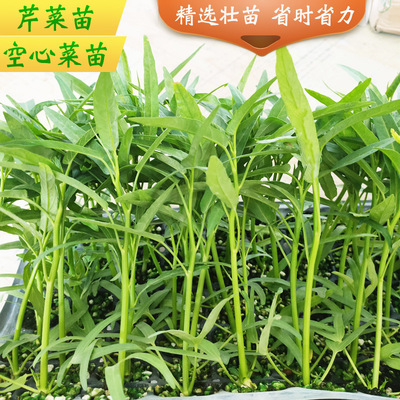 空心菜苗子小细叶种子芹菜秧苗四季青菜苗菜园阳台盆栽蔬菜种苗孑