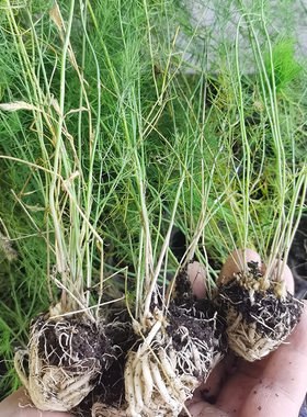 耐寒耐热多年生长芦笋苗