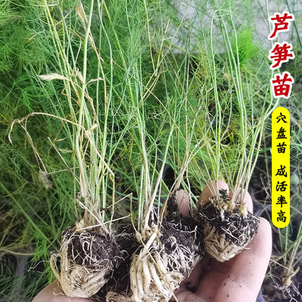绿芦笋苗子穴盘芦笋秧苗多年生耐寒四季春播庭院盆栽高产蔬菜种苗
