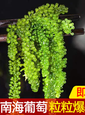 盐渍海葡萄新鲜海洋绿色蔬菜植物界的鱼子酱海藻可即食100g