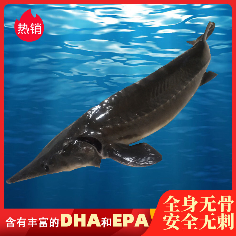 鲜活真空无骨鲟龙鱼包邮