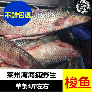 莱州湾梭鱼红眼鲻鱼开冰梭海鱼海捕鱼海鲜新鲜500g