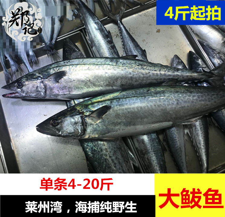 深海海捕新鲜大鲅鱼500g