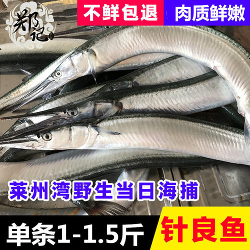 莱州三山岛海捕新鲜针良鱼