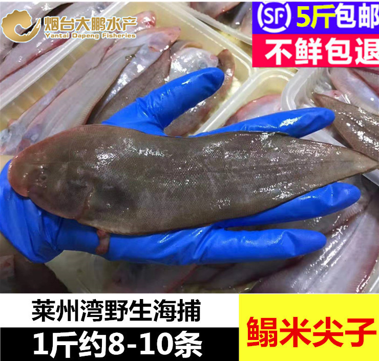莱州湾野生海鱼舌头鱼鳎米尖子鳎目鱼玉秃鱼平鱼踏板鱼鳎米鱼500g
