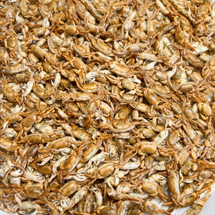 山东特产迷你小螃蟹冷冻1斤可煎炸香酥脆蟹黄新鲜干货水产品商用