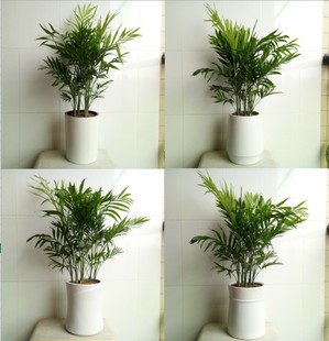 包邮陶瓷大号直筒花瓶花盆系列凤尾竹龟背竹琴叶榕天堂鸟绿植花盆