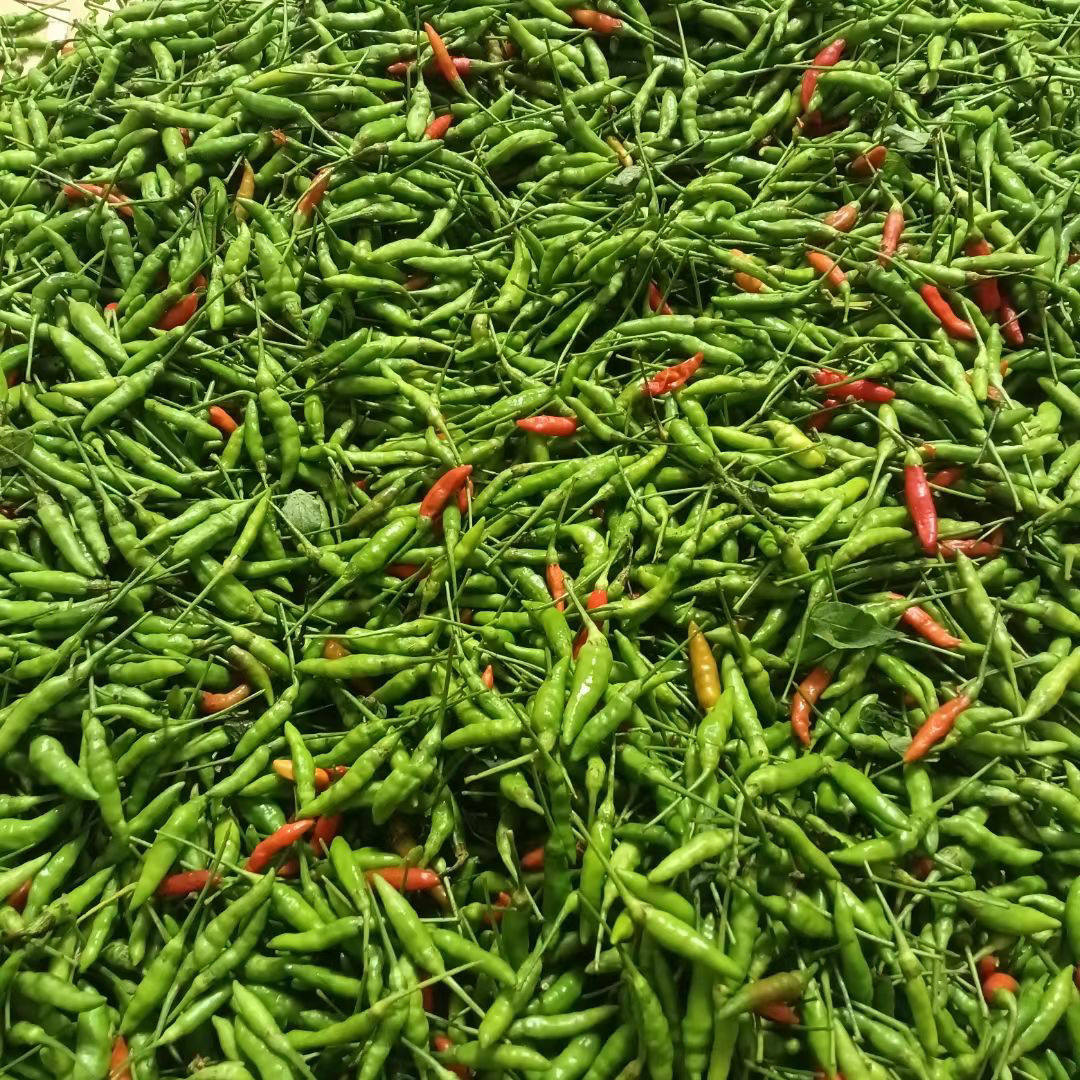 新鲜小米辣小米椒泰国品种鸟眼辣椒新鲜野山椒