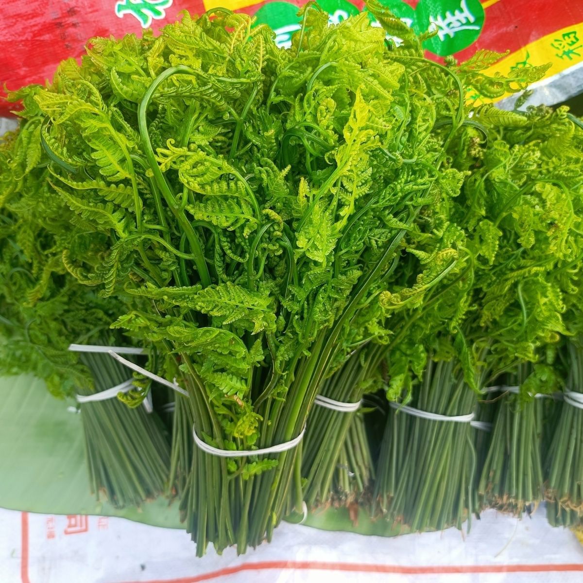 现摘现发新鲜水蕨菜厥菜拳头菜如意菜野菜猫爪菜龙头菜龙爪菜
