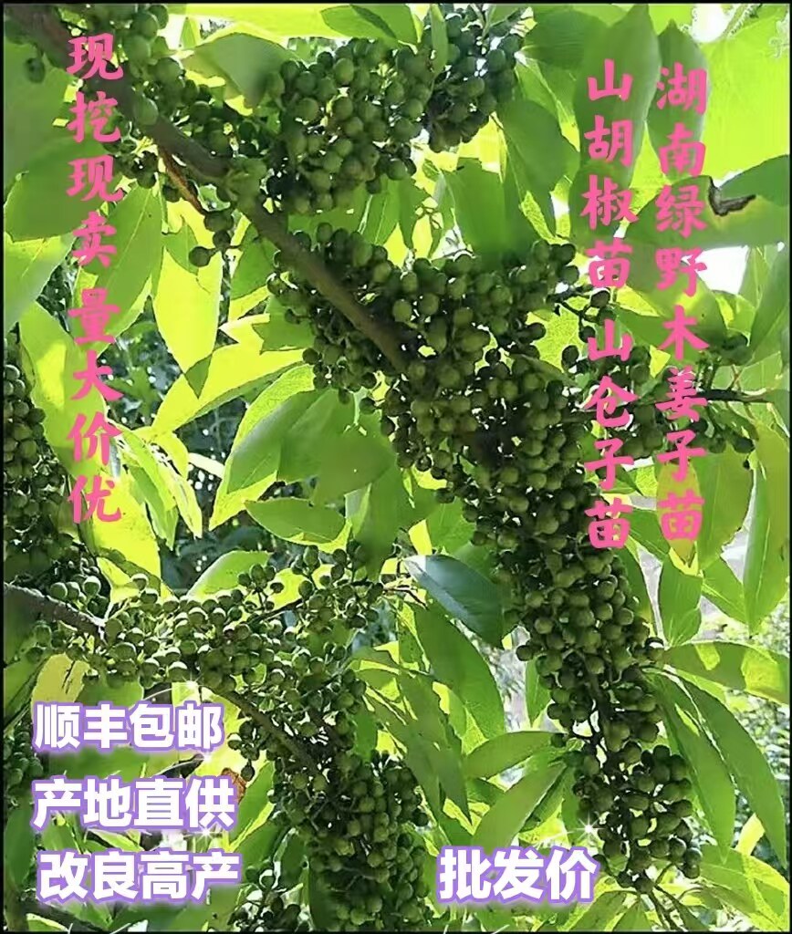 木姜子苗高产山胡椒苗山苍子苗量大价优现挖发货一手货源顺丰包邮