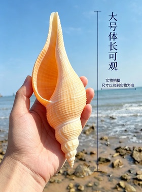 天然海螺贝壳长白旋鱼缸造景家居装饰摆件拍摄影道具长香螺