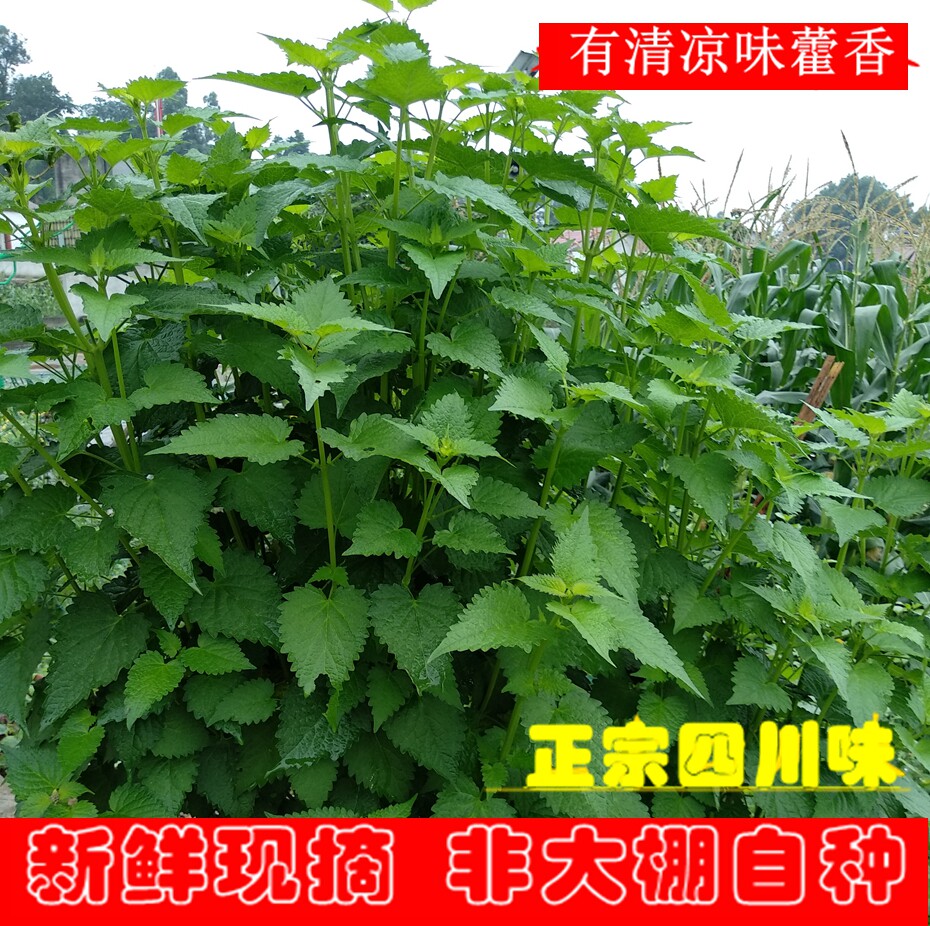 四川新鲜藿香鱼香 叶菜有苗种荷野霍香草五香大茴香蘸豆花泡茶炖_虎窝淘