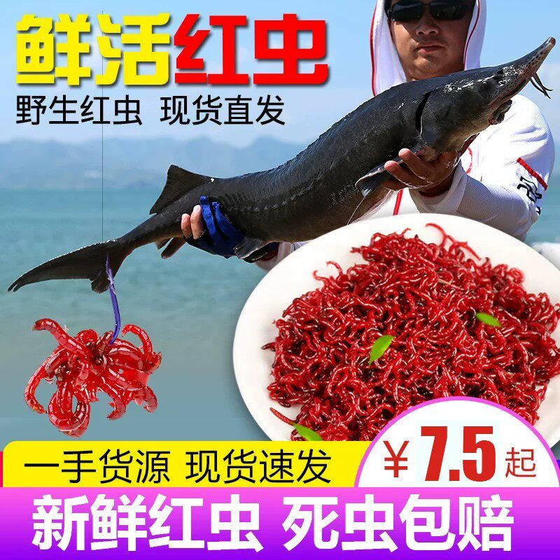鲜活红虫特大号公虫活体活饵喂鱼饵拉饵鲫鱼野钓饵料钓鱼蚯蚓鱼饵