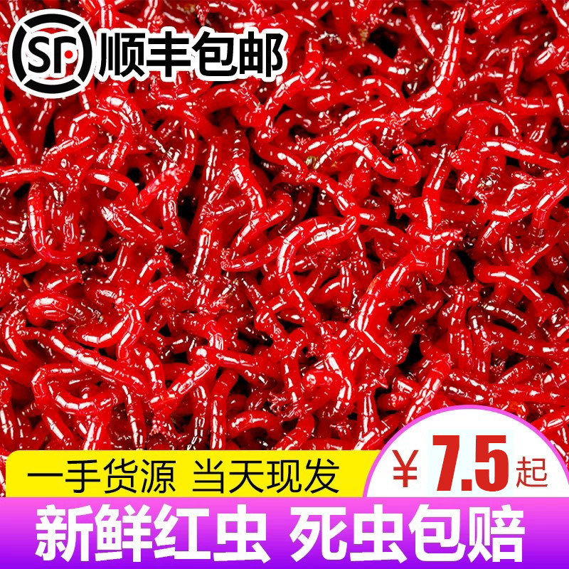 红虫活体鲫鱼野钓蚯蚓拉饵