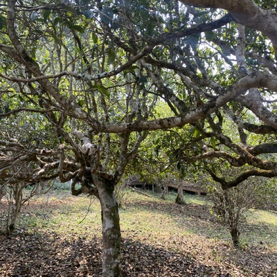 原产地邮费云南普洱茶