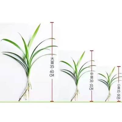 叶苗班兰叶好养食用叶苗斑斓带盆家里香兰叶植物斑斓发货盆栽盆栽