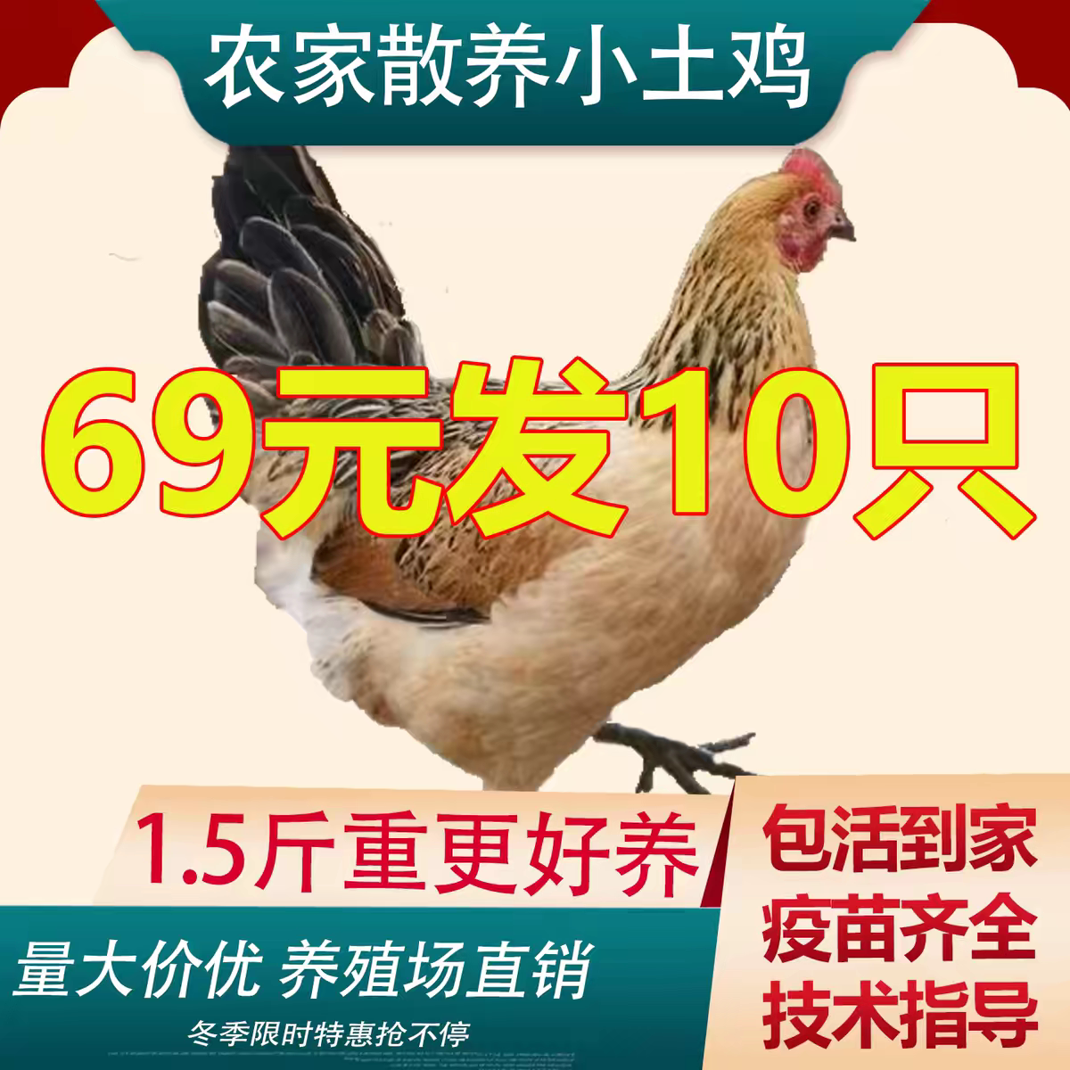 小鸡活苗土鸡苗土鸡活苗老品种华北柴鸡笨鸡母鸡高产蛋鸡苗鸡活苗
