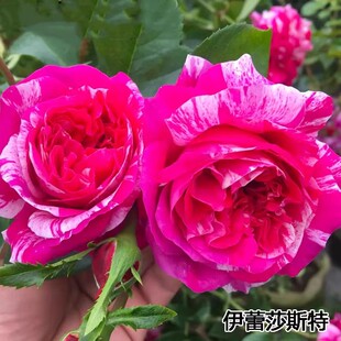 伊蕾莎斯特爬藤月季蔷薇花苗大花多季浓香开庭院藤本花卉盆栽地栽