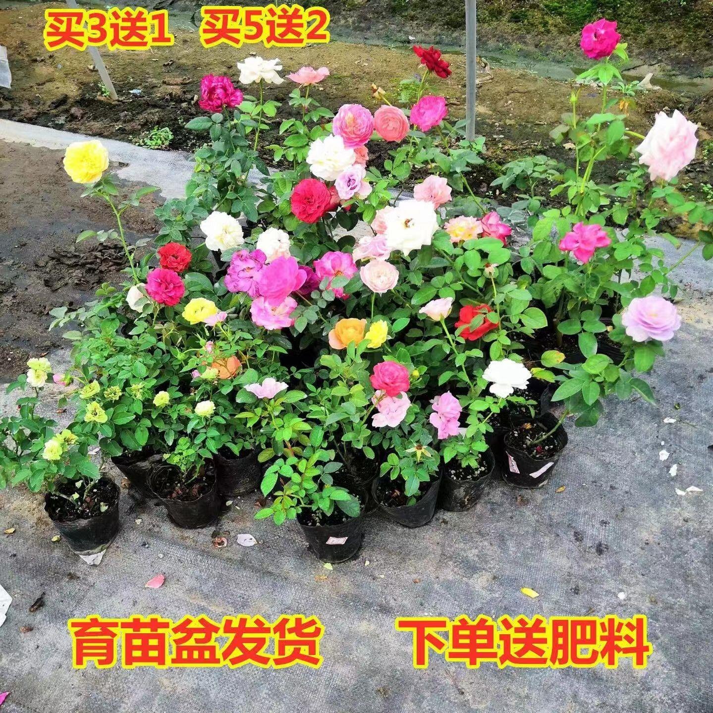 重瓣灌木月季花苗特大浓香