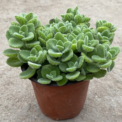 碰香一抹盆栽迷迭植物薄荷