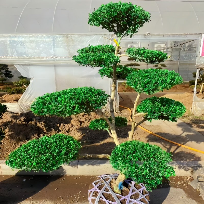 自欣瓜子黄杨好养室外植物