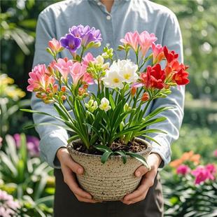 香雪兰花球盆栽重瓣种小苍兰带芽种根带花苞混色盆栽多季开花鲜花